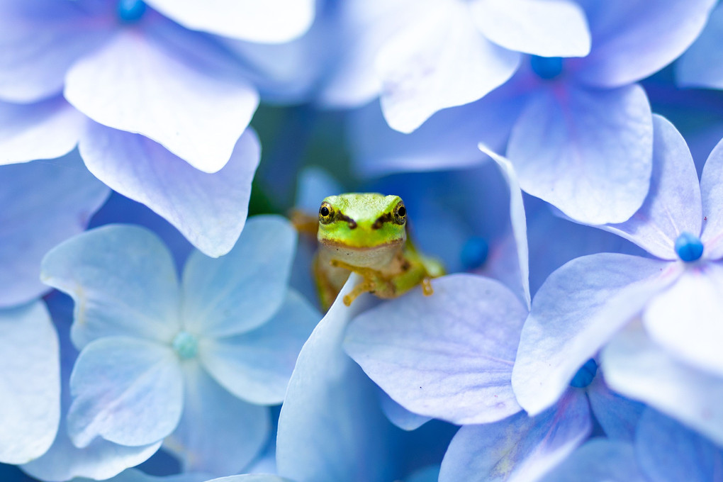 紫陽花カエル