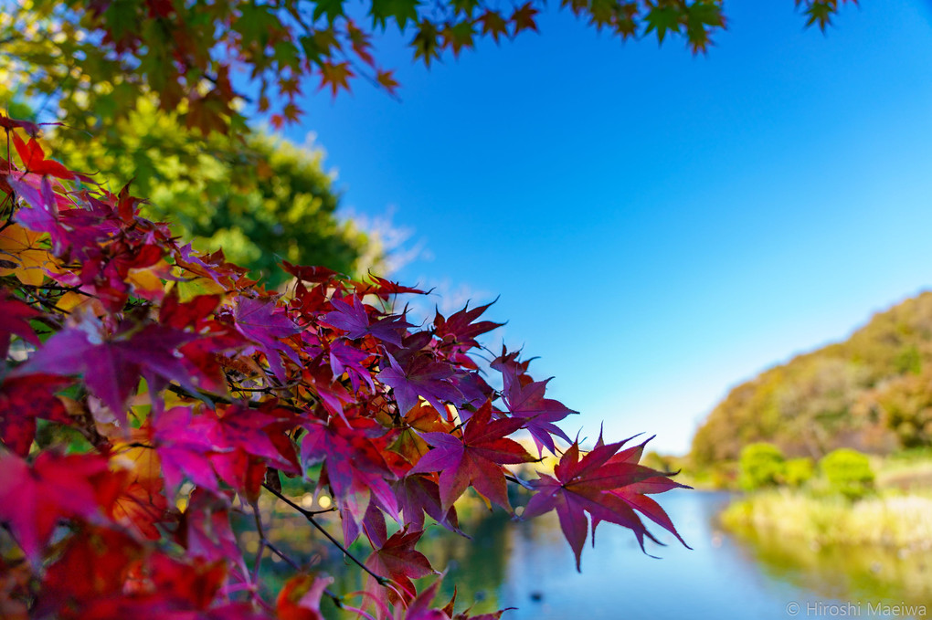 じゅんさい池の紅葉