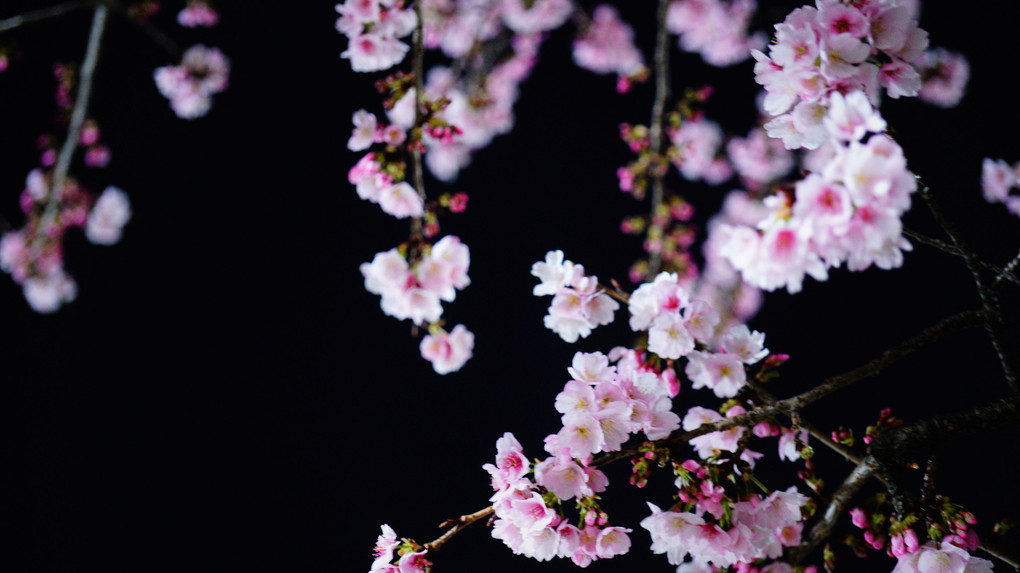 スカイツリーと大寒桜のコラボレーション