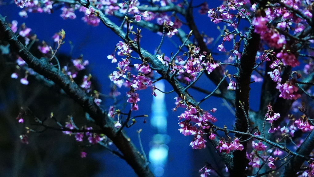 河津桜/スカイツリー2021祈り🆒コロナ渦の早期収束を✨