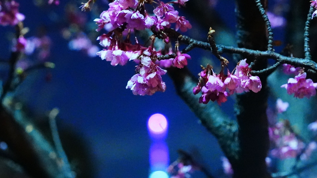河津桜/スカイツリー2021祈り🆒コロナ渦の早期収束を✨