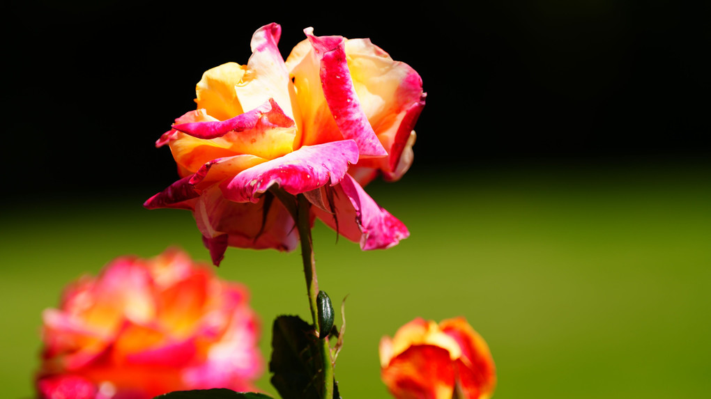 旧古河庭園の春バラ見頃、97種開花に心ときめく