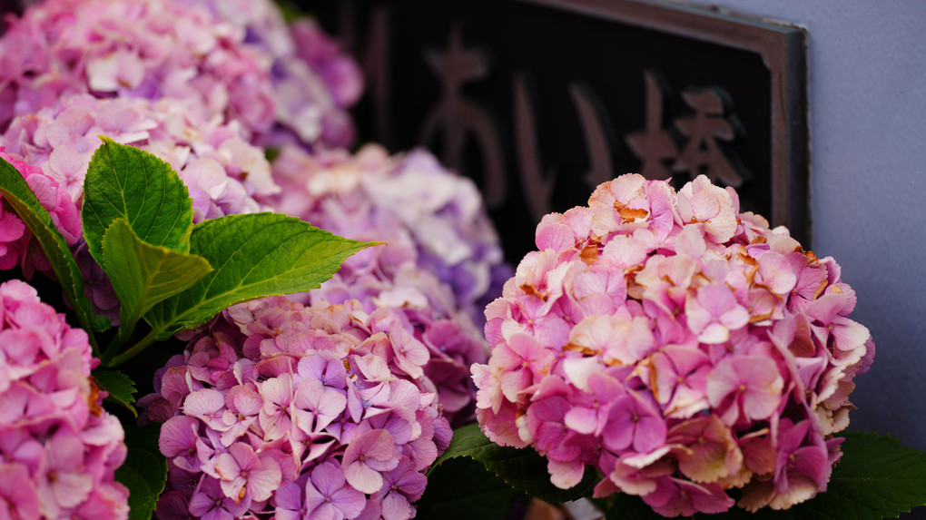 旧中川水辺公園の紫陽花を盛り上げた、素敵なレディさん