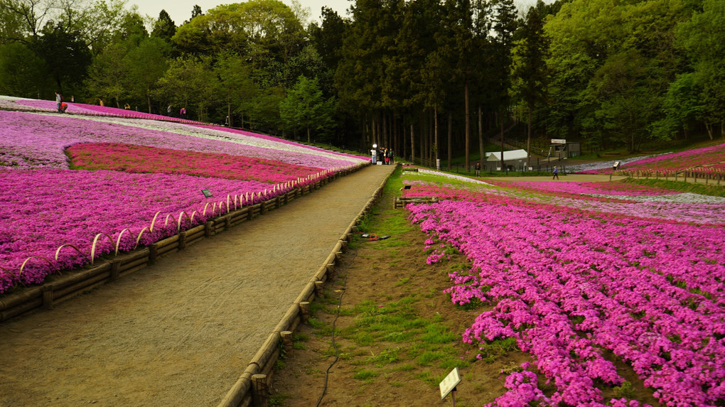 羊山公園ピンクの絨毯:地球照も挨拶