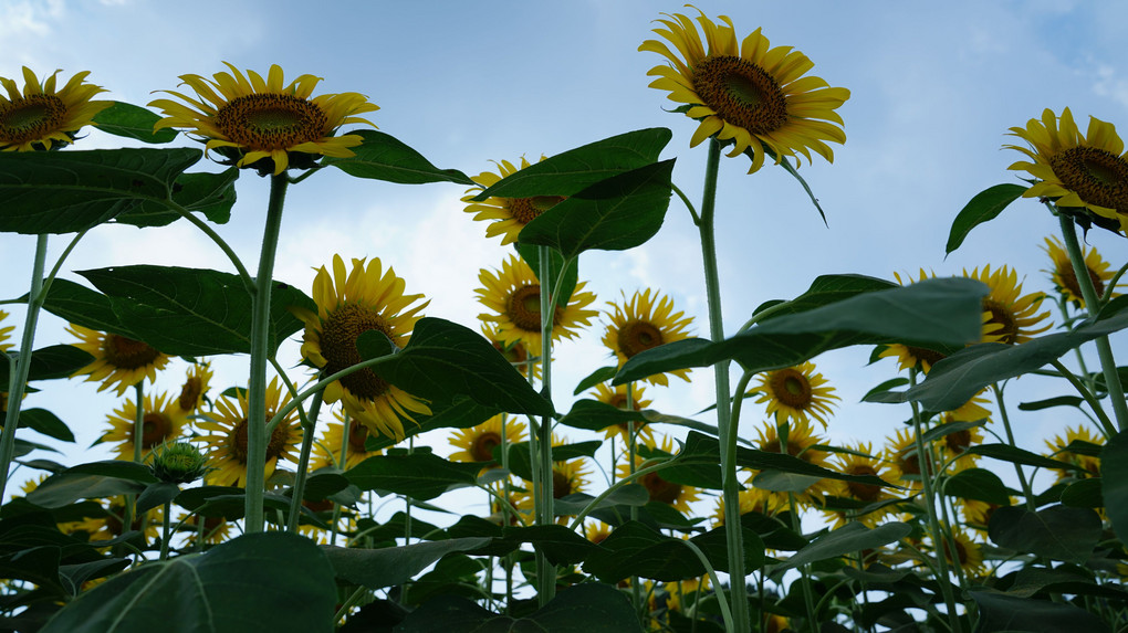 栗原のひまわり 飛行機とトンボ が出迎え 型の葉 葉脈 Jamesさん Acafe Aの写真投稿サイト ソニー 栗原のひまわり 飛行機とトンボ が出迎え 型の葉 葉脈 Jamesさん Acafe Aの写真投稿サイト ソニー