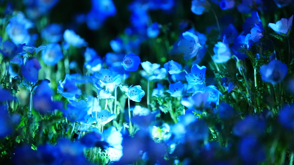 光と花のムーブメント2024/舎人公園 x ネモフィラ ライトアップ
