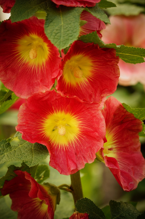 この夏のコケコッコ花 ちゃいさん Acafe Aの写真投稿サイト ソニー この夏のコケコッコ花 ちゃいさん Acafe Aの写真投稿サイト ソニー