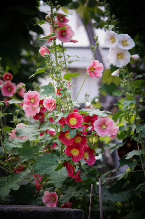 この夏のコケコッコ花 ちゃいさん Acafe Aの写真投稿サイト ソニー