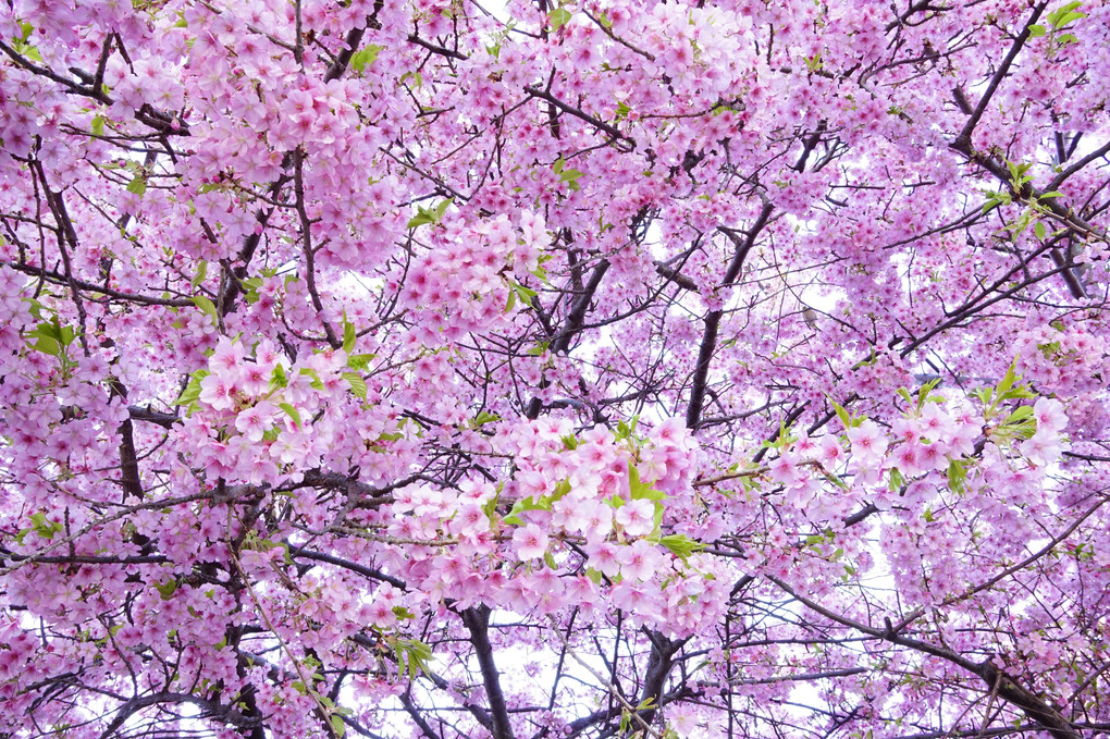 三浦海岸の河津桜と菜の花です。