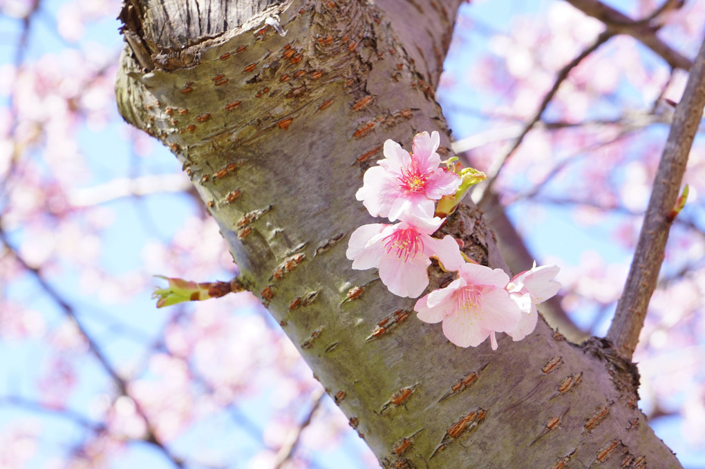 三浦海岸の河津桜と菜の花です。