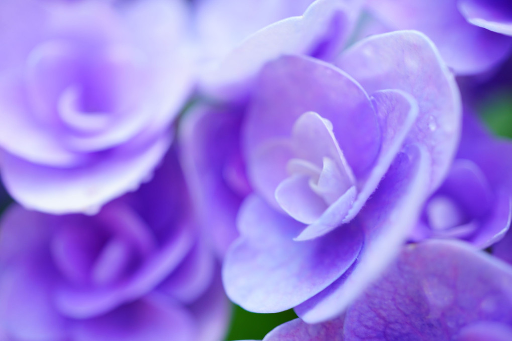 本日は紫陽花。