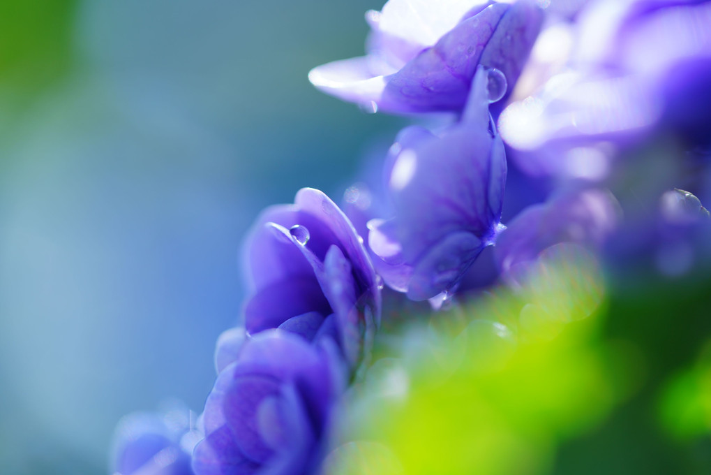 本日は紫陽花。