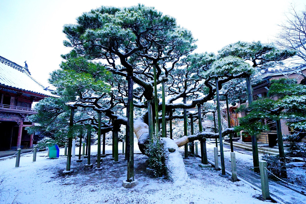 樹齢400年の雪化粧