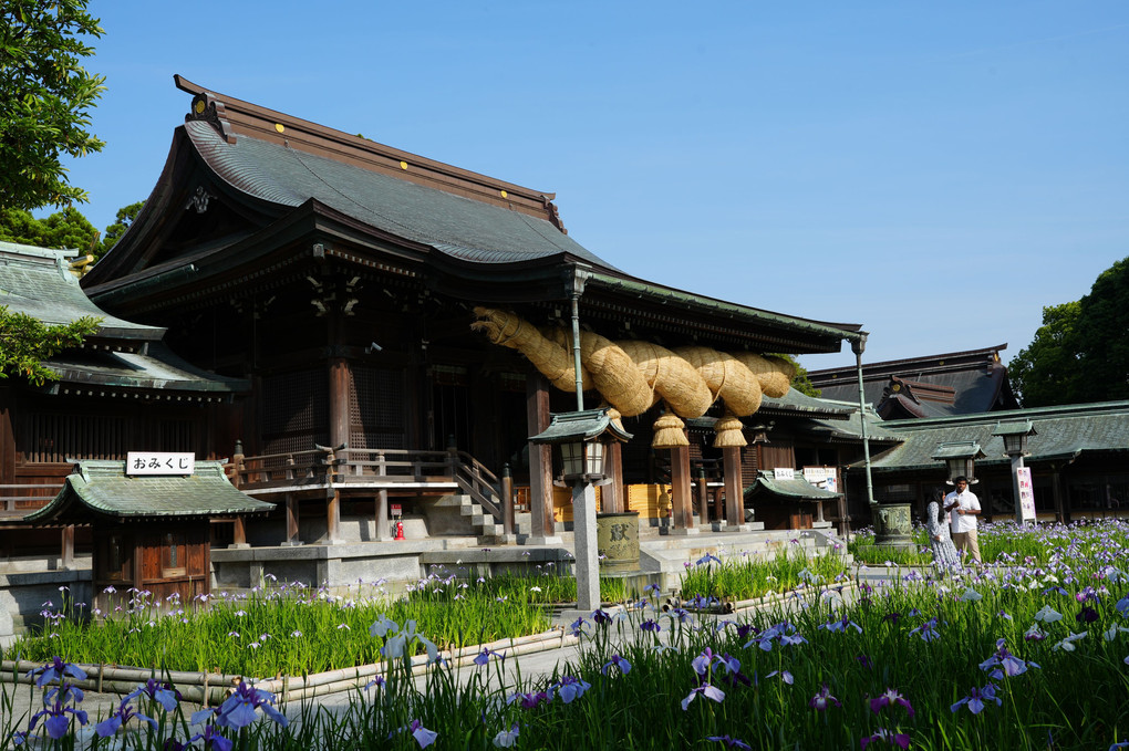 宮地嶽神社の花菖蒲