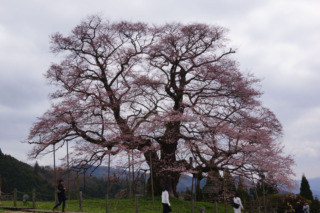 醍醐桜」（樹齢1000年）