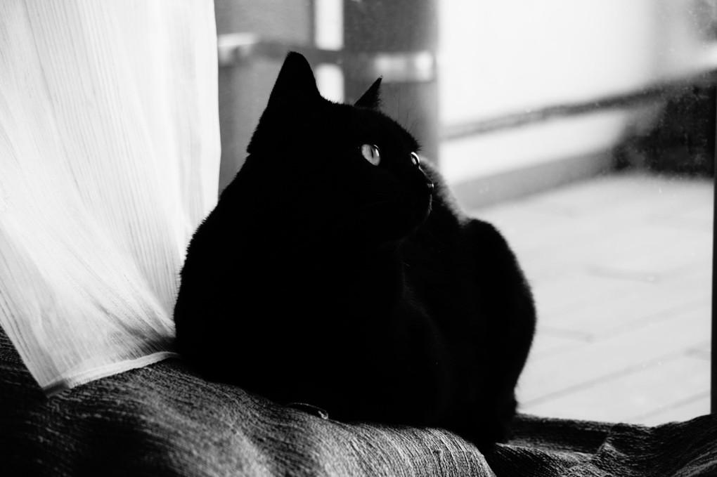 黒猫を白黒で