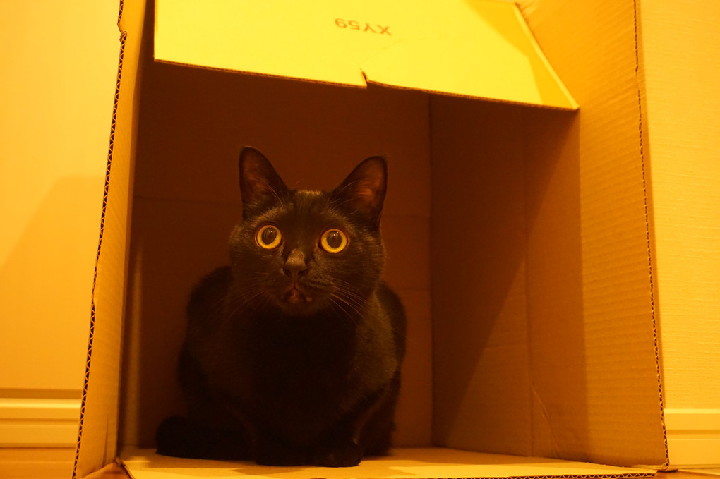 箱猫（黒猫バージョン）～♪