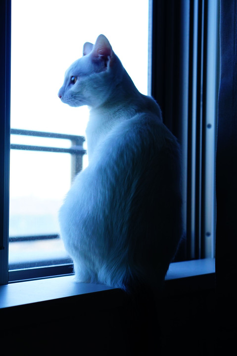 窓猫