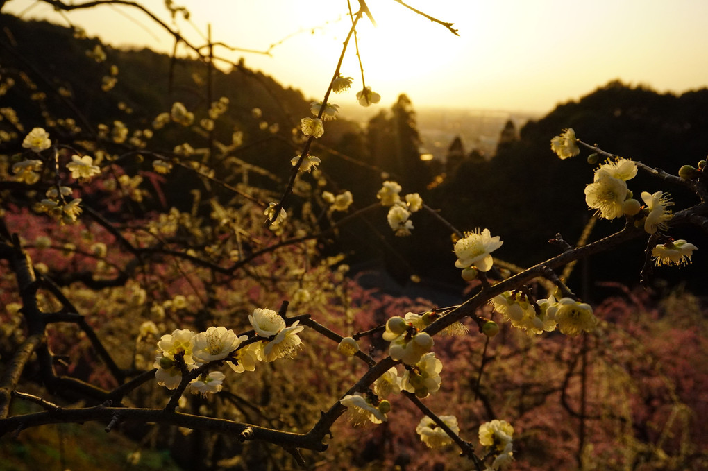 大県神社の梅＆夕日