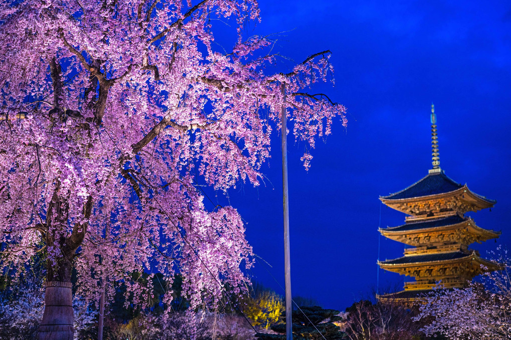 夜桜‣東寺