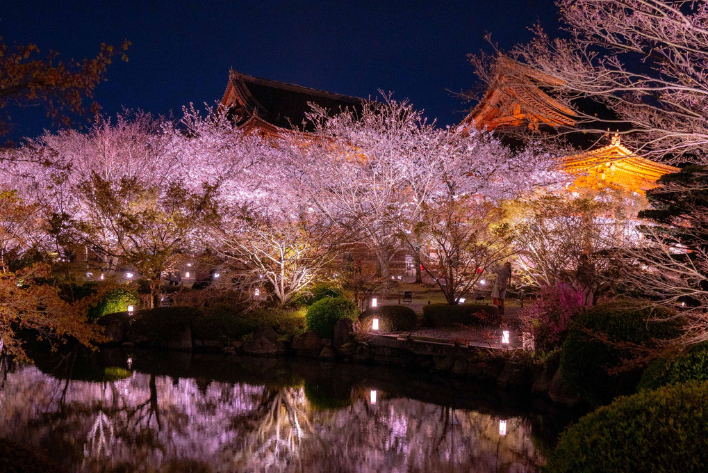 夜桜‣東寺
