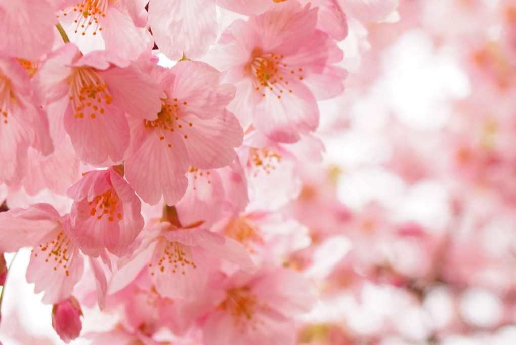 桜色の夢