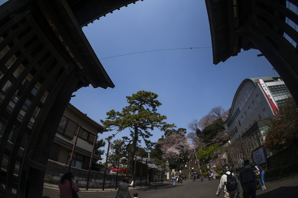 桜と池上本門寺