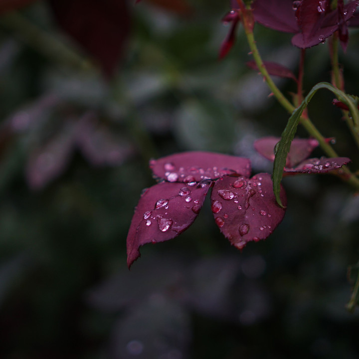 雨の日の西洋館の庭