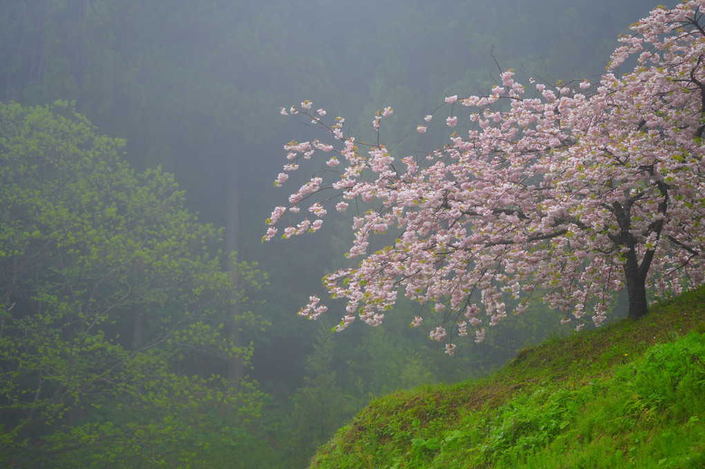 霧雨桜