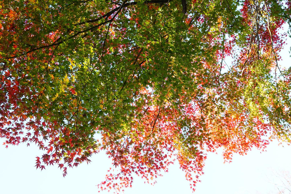 横浜西洋館の紅葉