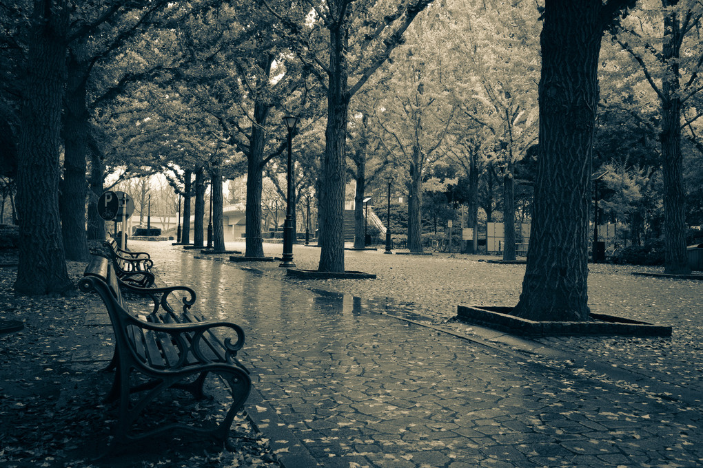 雨の公園