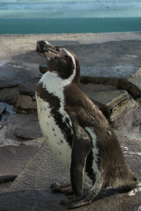 ペンギンのあくび