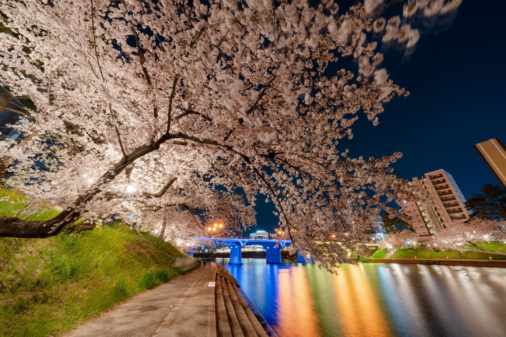 岡崎公園　夜桜ライトアップ　その３