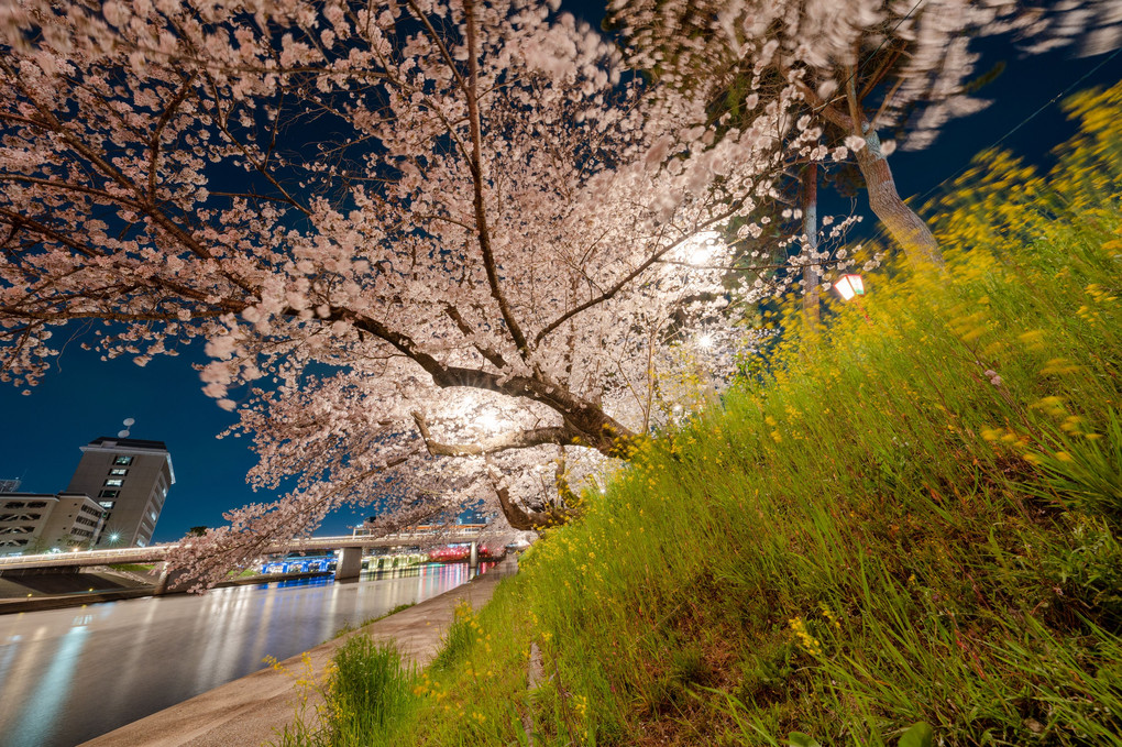 岡崎公園　夜桜ライトアップ　その３