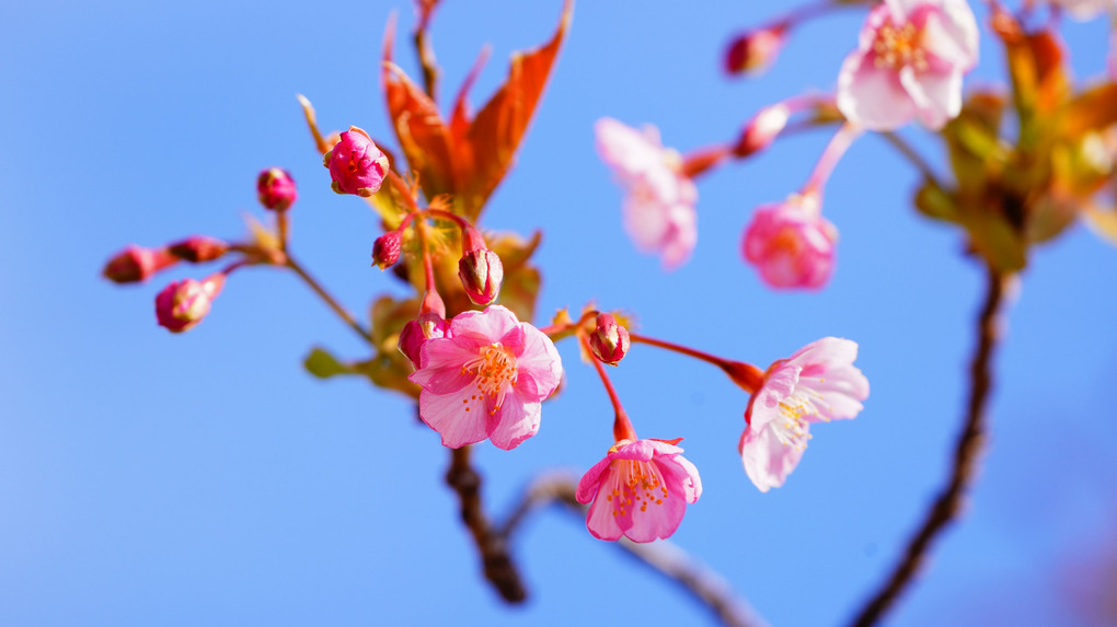 立春の桜（３枚）