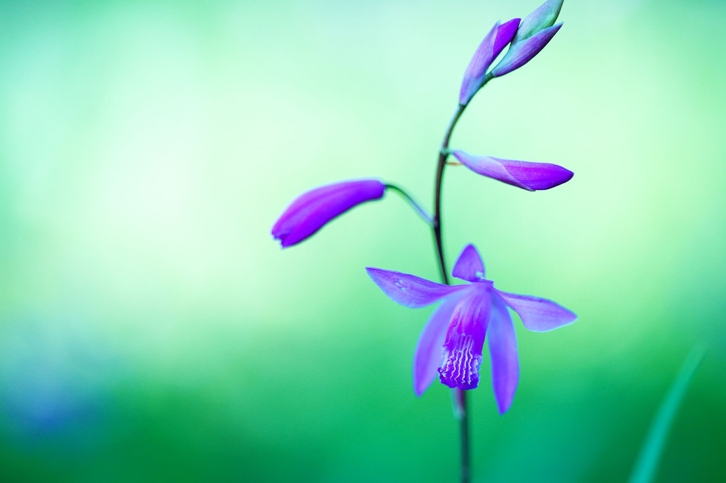 白花紫蘭（３枚）