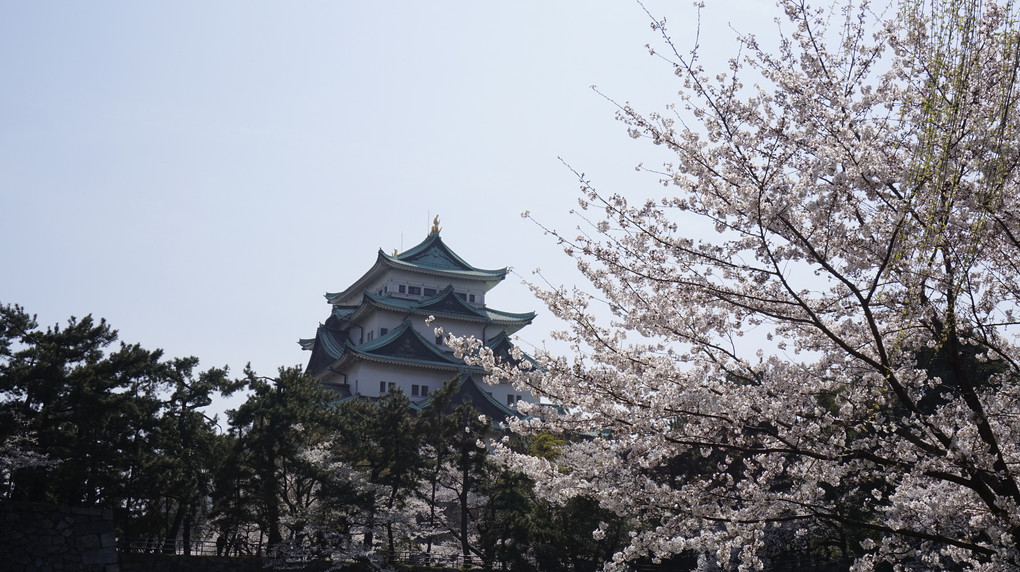 名古屋城の桜に誘われて