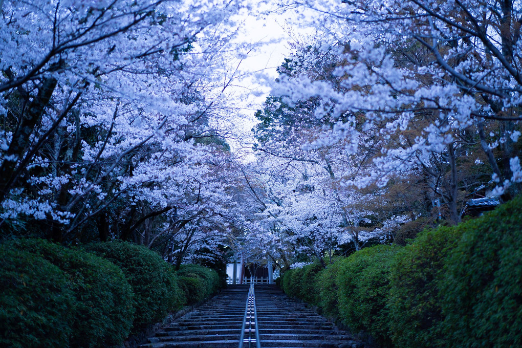 京都さくら散歩