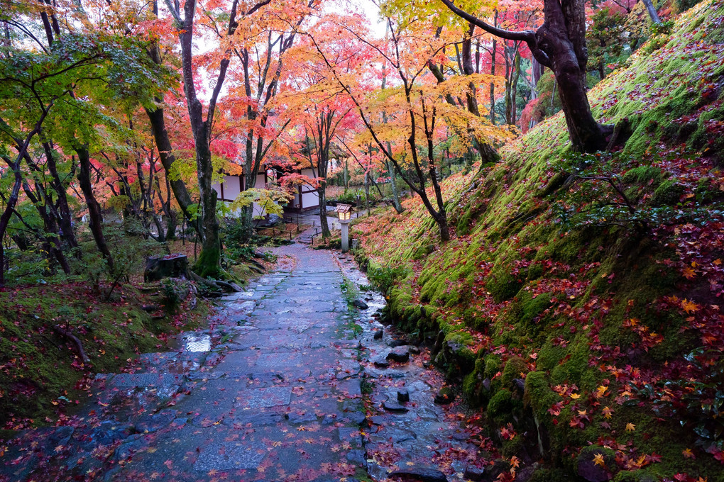 京都もみじ散歩