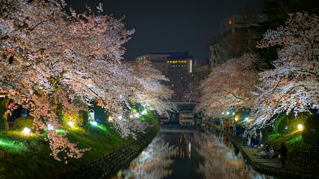 松川の夜桜