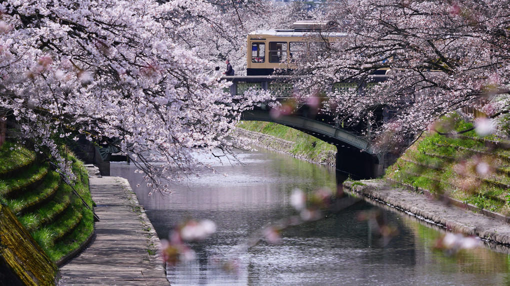 今年も松川の春を愉しむ