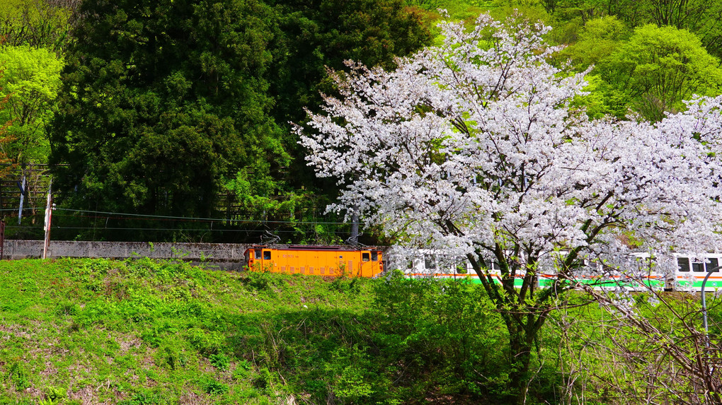 黒部峡谷鉄道の春