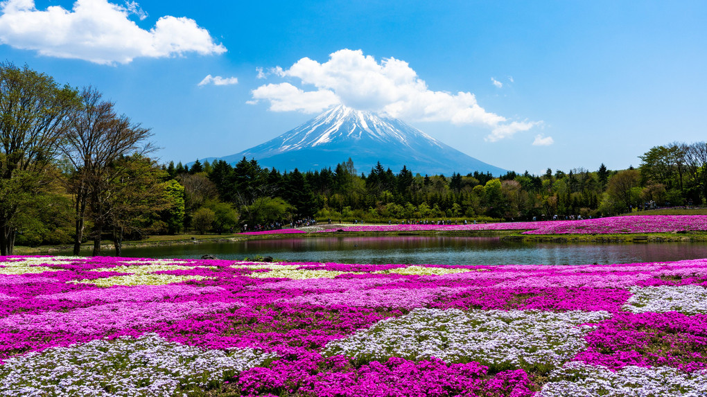 富士芝桜　その2