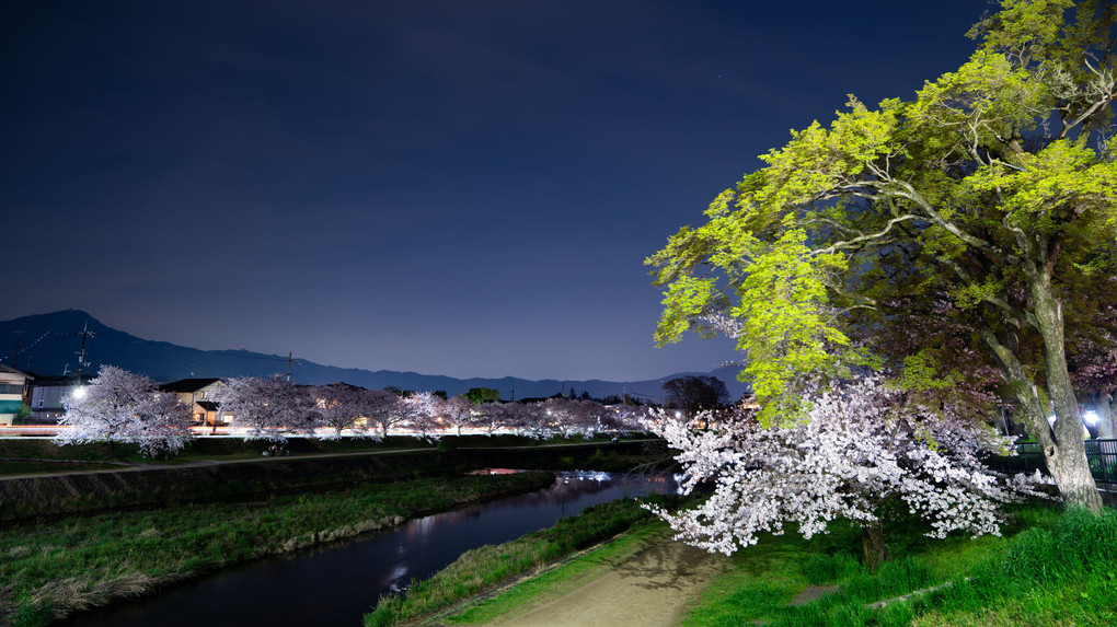 夜桜 2