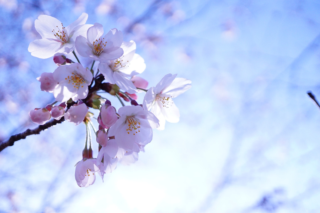 桜の好きな君へ