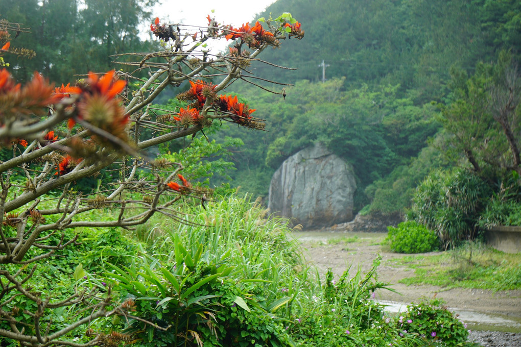 加計呂麻島　その１　「デイゴの花が咲き、、」