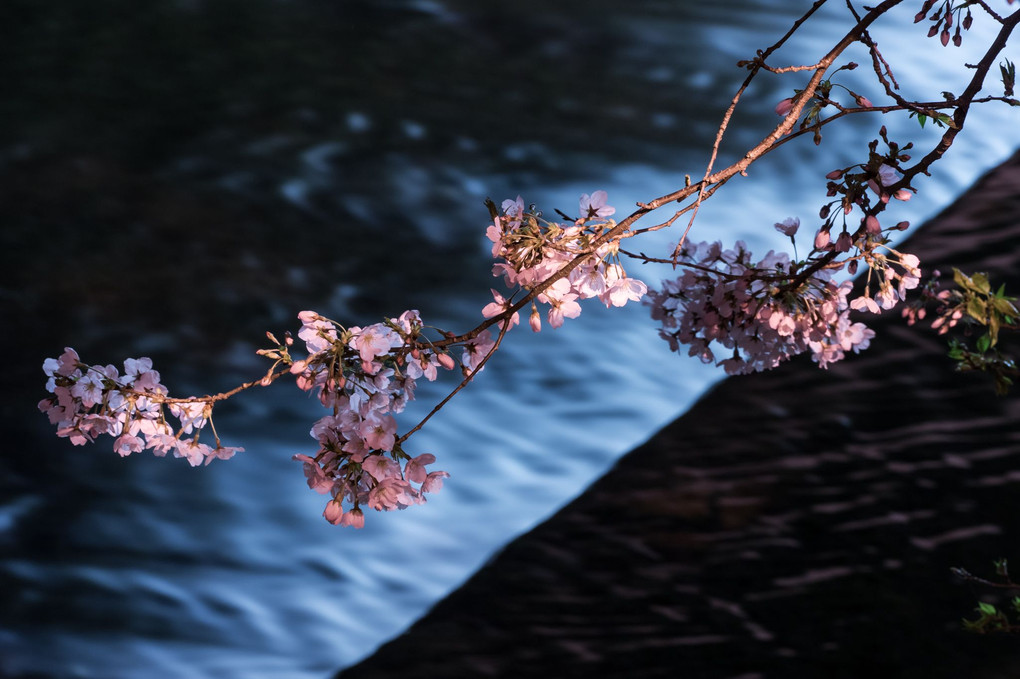 音羽川の桜-夜の部-