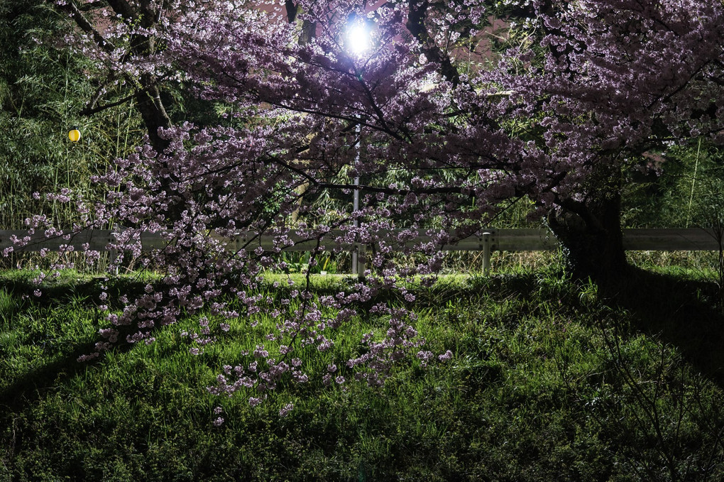 音羽川の桜-夜の部-