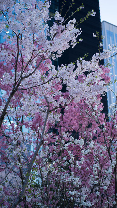 桜・2015