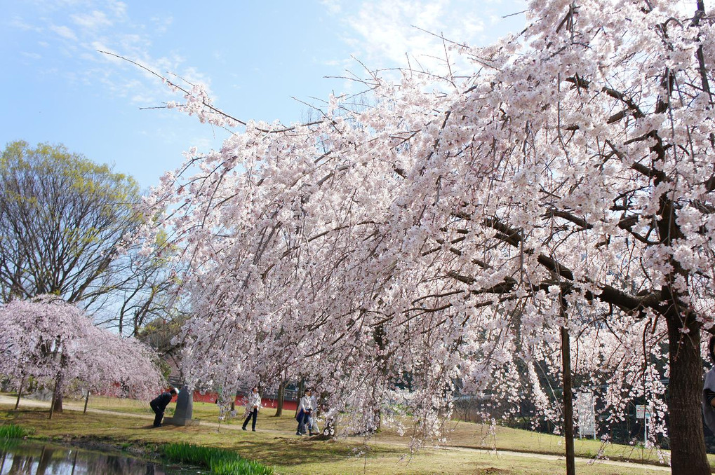 Pond with Cherry blossom